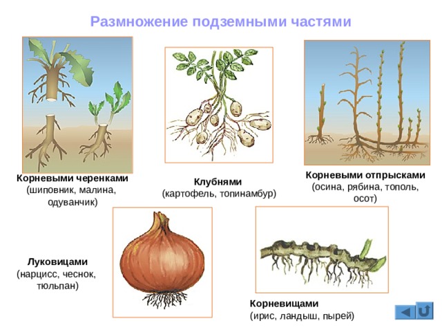 Что такое кракен сайт